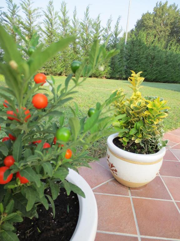 Ladino Room & Breakfast Ferrara Exterior foto